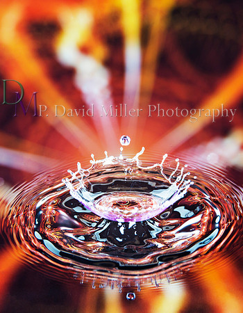 "Anenome"
