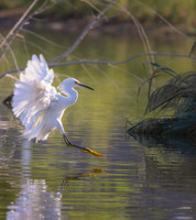 egret p david miller photography