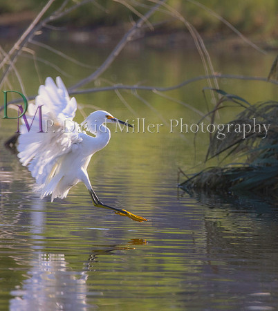 egret p david miller photography