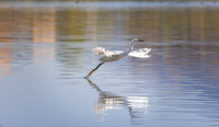 egret p david miller photography