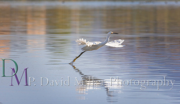 egret p david miller photography
