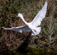 egret p david miller photography