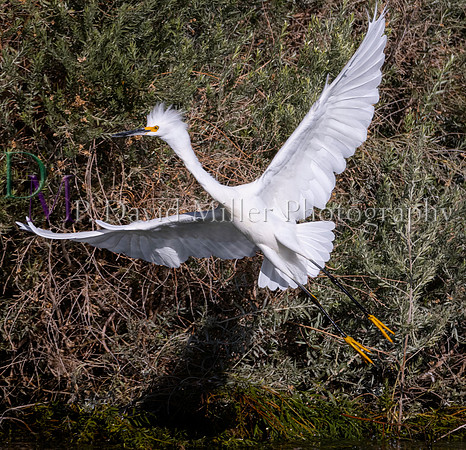 egret p david miller photography