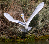egret p david miller photography