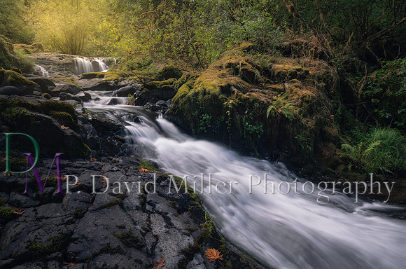 p david miller photography