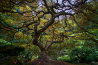 p david miller photography