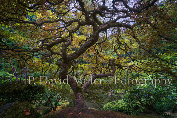 p david miller photography