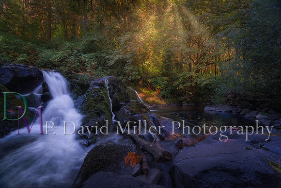 p david miller photography