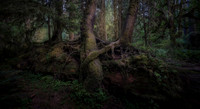 p david miller photography