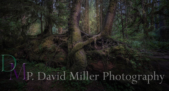 p david miller photography
